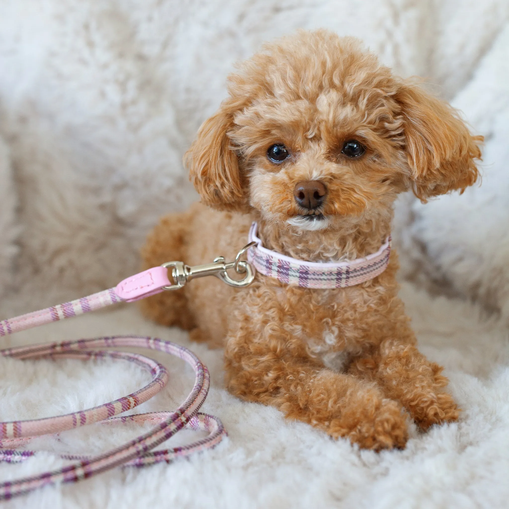 cheri tartan rolled leash - pink