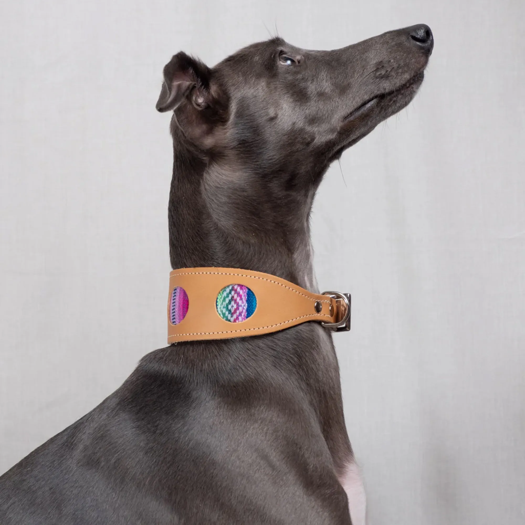 Inca Blue Hound Collar - Leather & Fabric | Stylish & Durable for Sighthounds
